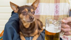 Dogs Get Drunk