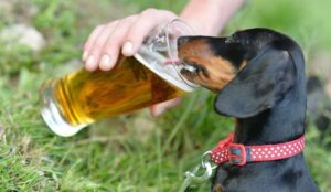 Dogs Get Drunk