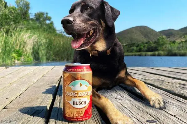 Why Dogs Can’t Drink Beer
