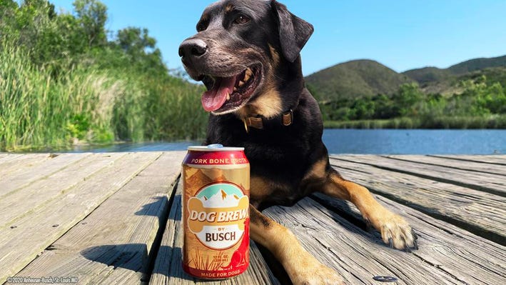why dogs can’t drink beer