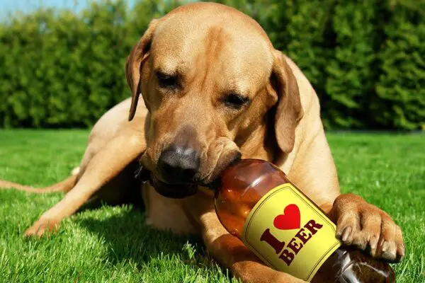 5 Best Dog Beers Your Furry Friend Will Love