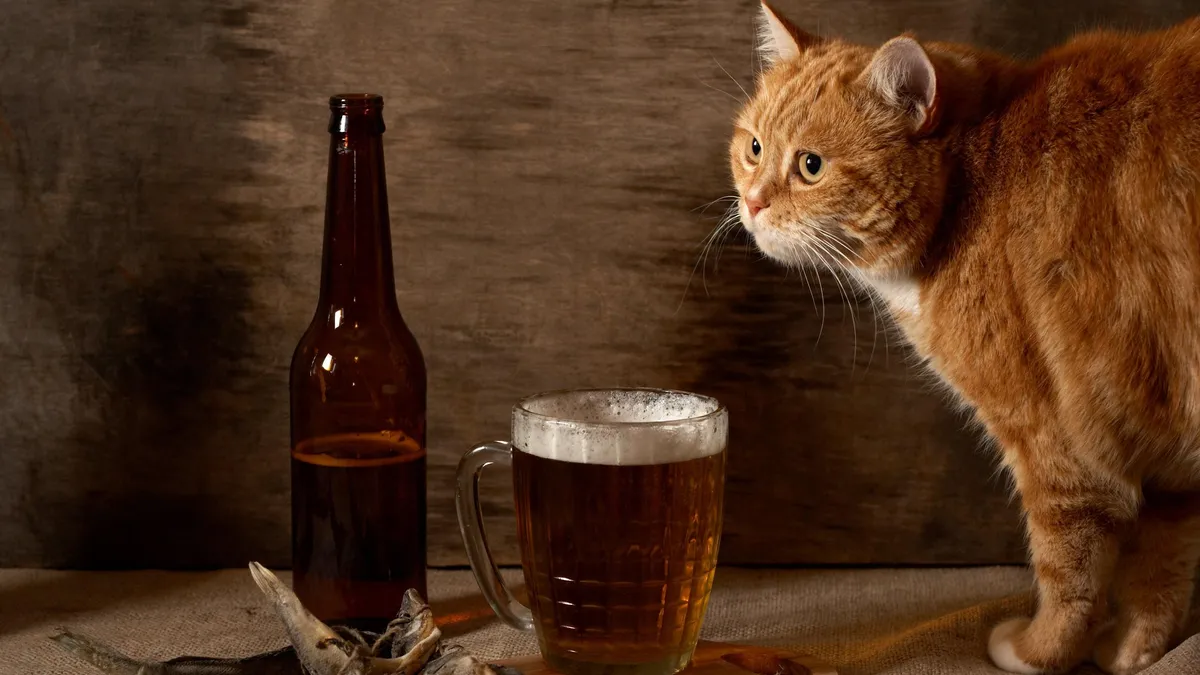 Can Cats drink beer