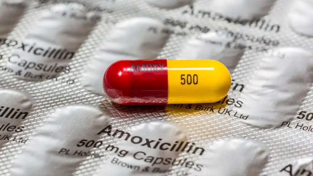  can you drink alcohol with amoxicillin the beer exchange