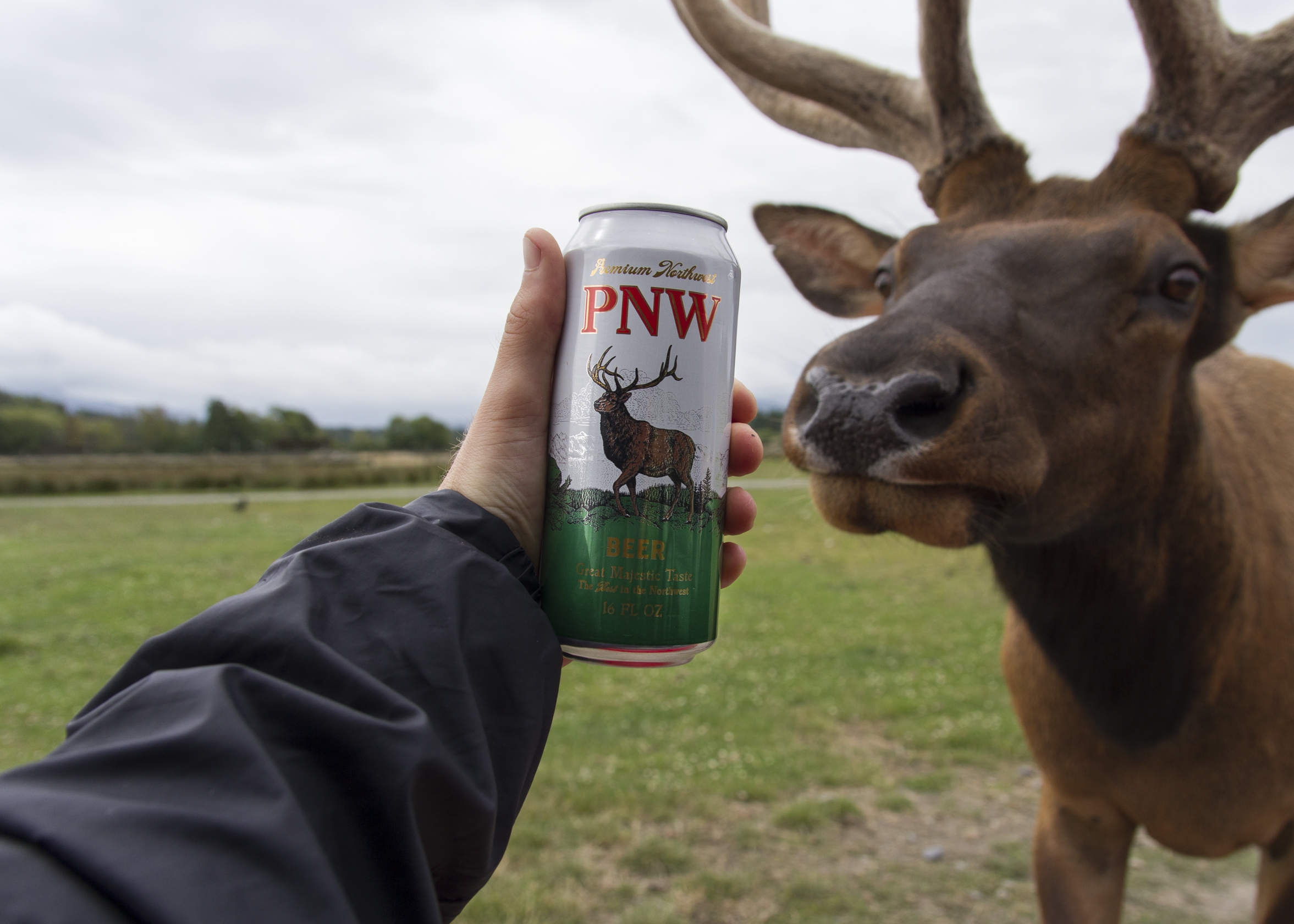 Beers for Elk