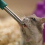 Why Hamsters Can’t Get Drunk: What Science Says