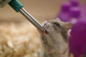 Hamsters Can’t Get Drunk